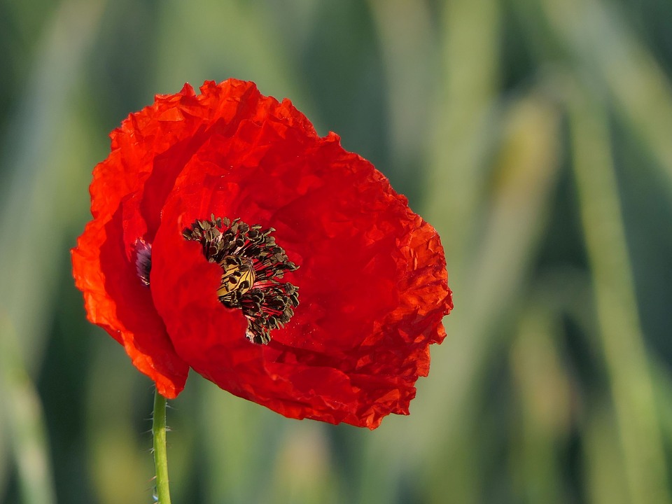 2019 Veterans Day Honor Garden Blooming